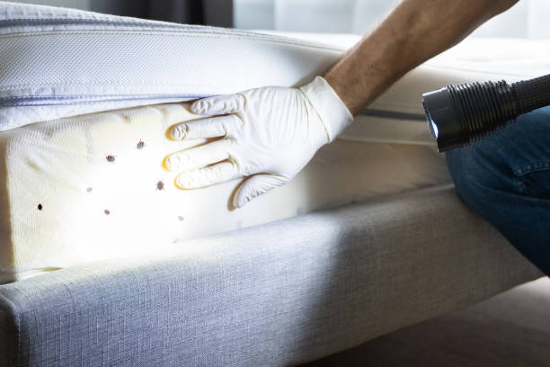 Best Ant Control Services  in Brookville, IN