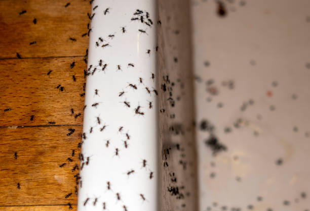 Best Pest Control for Homes  in Brookville, IN
